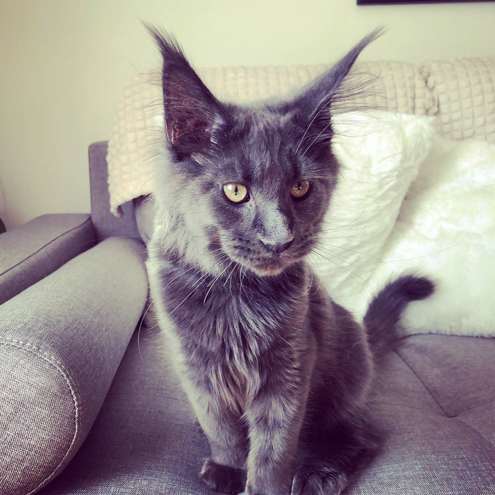 Saachi participe au concours pour gagner de l'argent avec cette photo : black_cat, carnivore, cat, cat_supply, claw, comfort, couch, domestic_short_haired_cat, eye, felidae, fur, grey, iris, paw, small_to_medium_sized_cats, snout, square, studio_couch, tail, whiskers