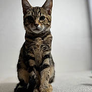 Kit Kat participe au concours pour gagner de l'argent avec cette photo : animal, cat, closeup, curious, cute, domestic, ears, eyes, feline, fur, indoor, mammal, paws, pet, portrait, sitting, soft_light, tabby, whiskers, young