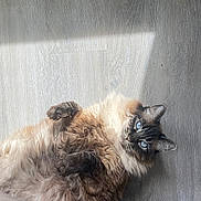 Claire joined the competition — help win amazing prizes! animal, blue_eyes, cat, closeup, feline, fluffy, indoor, long_hair, lounging, lying_down, paws, pet, pointed_ears, portrait, relaxed, soft_lighting, upside_down, wall, whiskers, wood_texture