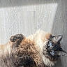 Claire is registered to the contest to win money with this photo: adorable, animal, blue_eyes, cat, close_up, curled_paws, feline, fluffy, fur, indoors, long_hair, lying_down, pet, playful, pointed_ears, portrait, relaxed, soft_lighting, wall, whiskers