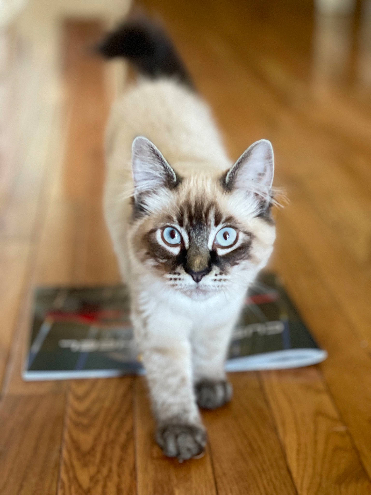 Claire is registered to the contest to win money with this photo: balinese, box, carnivore, cat, cat_furniture, domestic_short_haired_cat, door, fawn, felidae, floor, flooring, fur, hardwood, paw, small_to_medium_sized_cats, snout, tail, thai, whiskers, wood