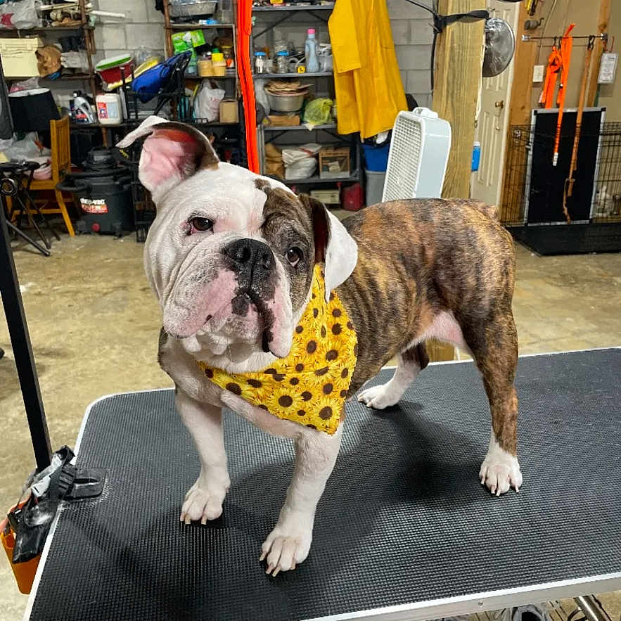 Lucy joined the competition — help win amazing prizes! animal, bandana, bulldog, canine, concrete_floor, crate, dog, door, fan, garage, grooming_table, indoor, looking, orange_cord, pet, shelf, standing, sunflower, tools, yellow