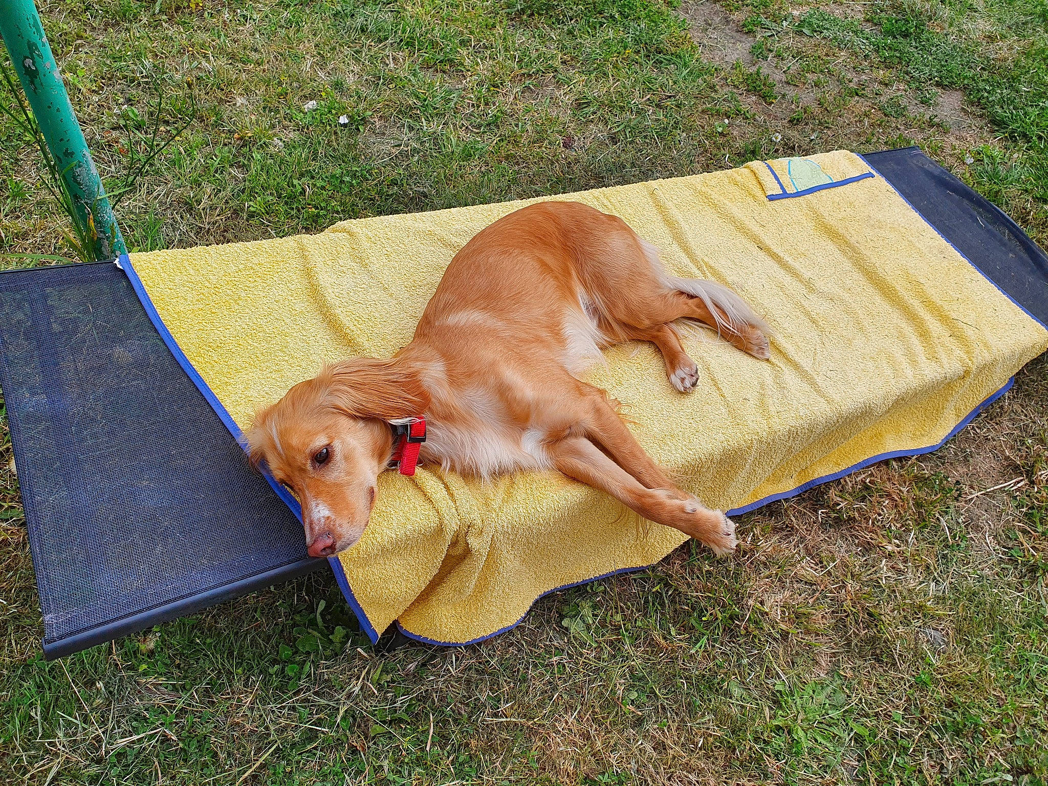 Kayden participe au concours pour gagner de l'argent avec cette photo : carnivore, companion_dog, dog, dog_breed, fawn, grass, gun_dog, hardwood, hunting_dog, lawn, liver, outdoor_furniture, pointing_breed, puppy, recreation, wood, working_animal