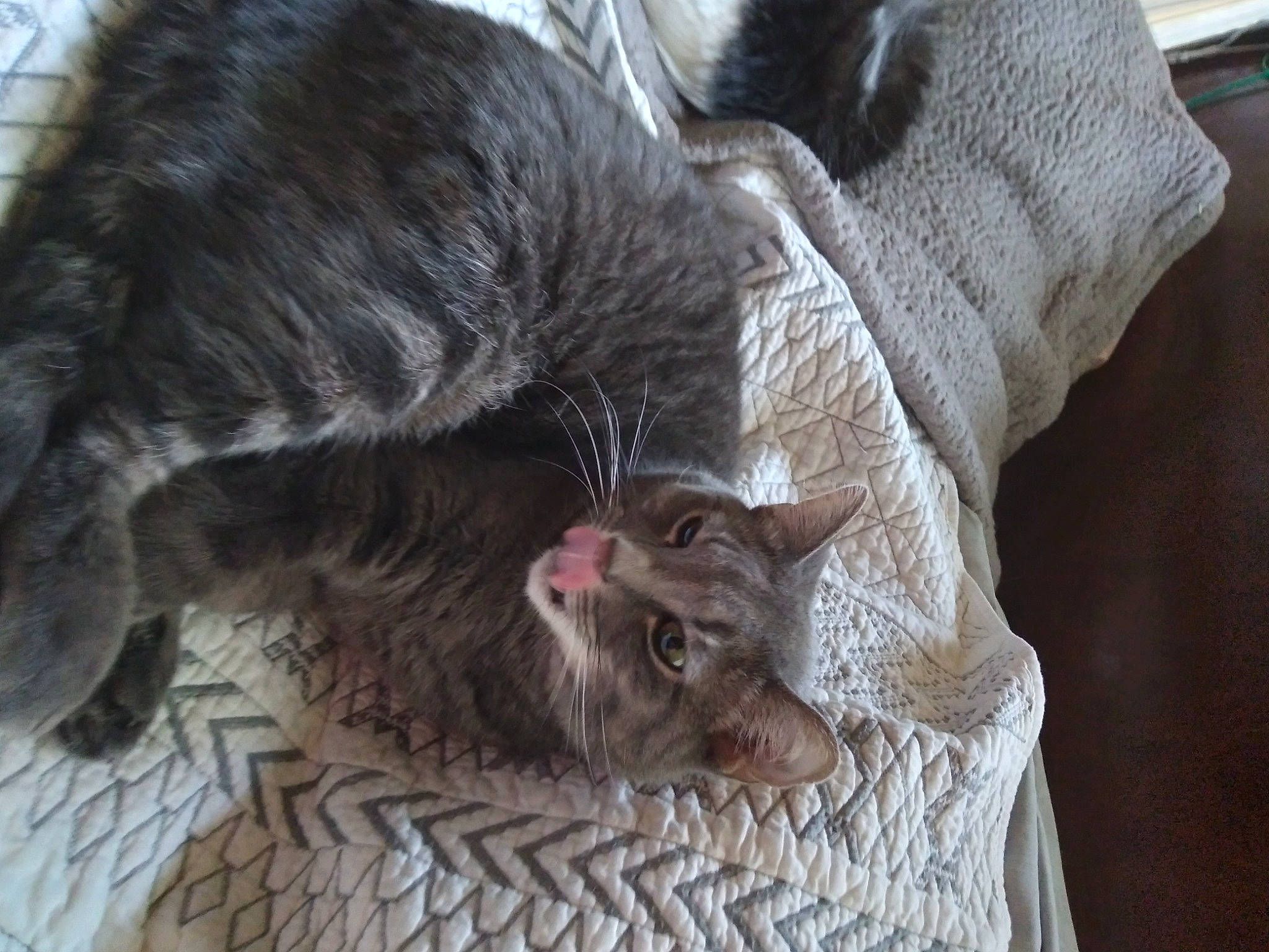 Superone joined the competition — help win amazing prizes! black_cat, carnivore, cat, cat_supply, claw, comfort, dog_breed, domestic_short_haired_cat, fawn, felidae, fur, grey, linens, mammal, paw, small_to_medium_sized_cats, snout, tail, vertebrate, whiskers