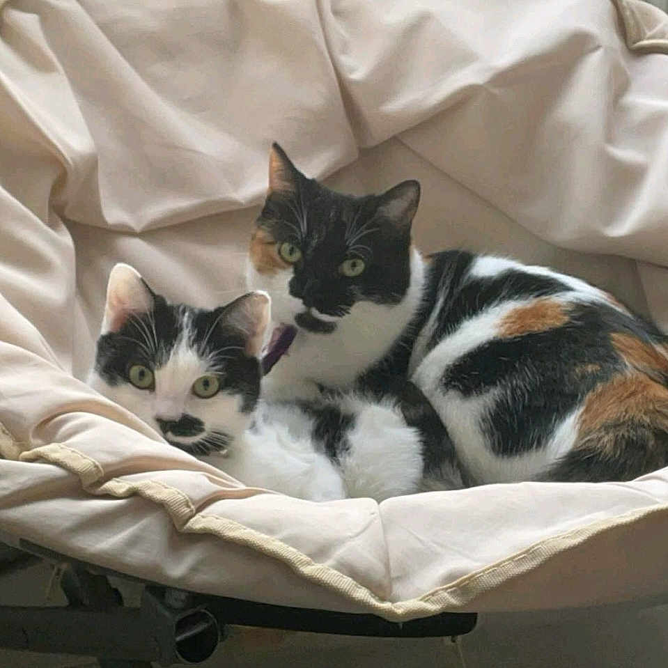 Naïa Et Lixy participe au concours pour gagner de l'argent avec cette photo : animal, basket, bed, blanket, canine, cat, couch, cradle, crib, cushion, dog, furniture, homedecor, indoors, infantbed, kitten, manx, person, pet, sleeping
