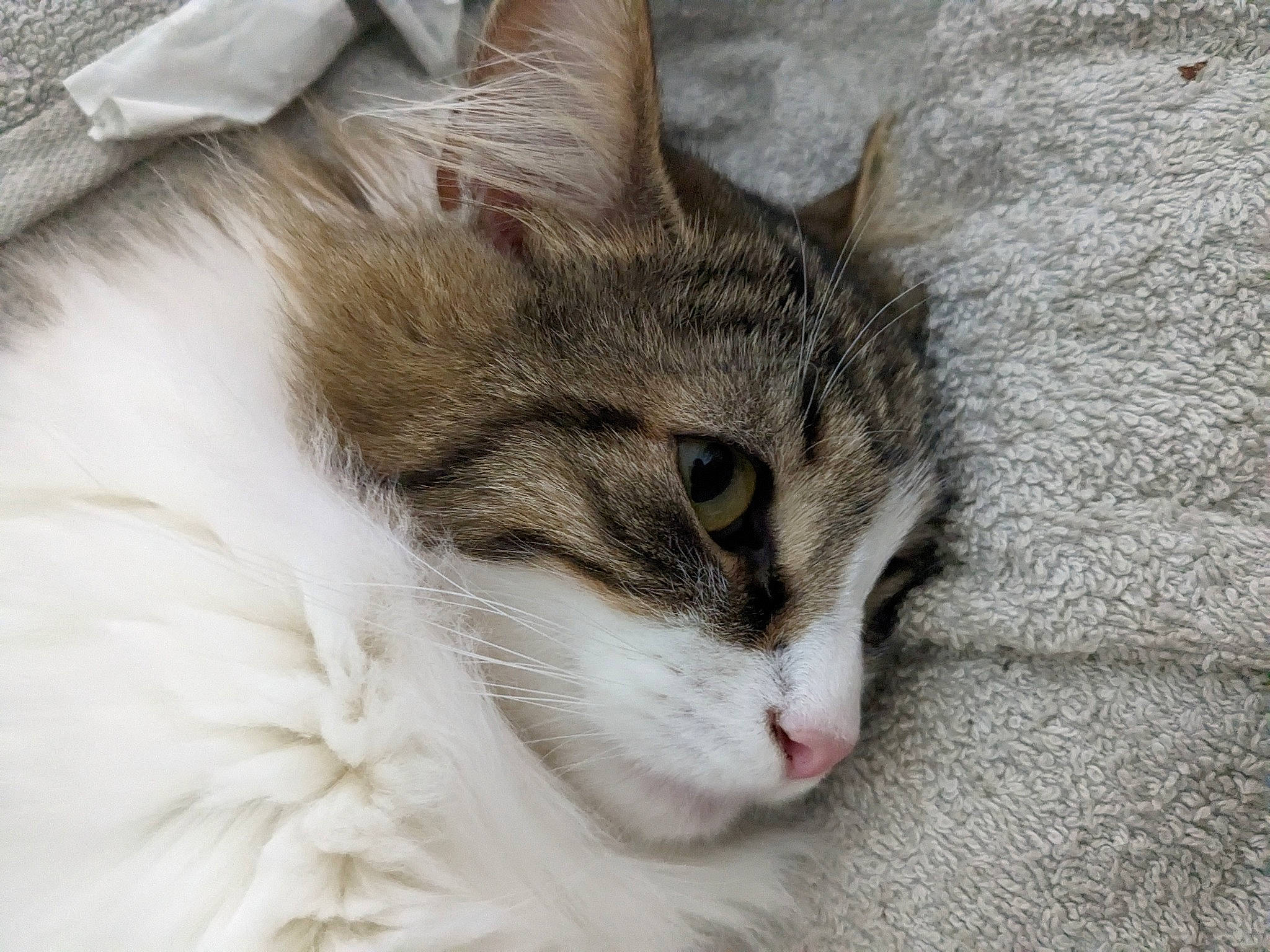 Tina participe au concours pour gagner de l'argent avec cette photo : carnivore, cat, domestic_short_haired_cat, eye, felidae, fur, head, paw, small_to_medium_sized_cats, snout, tail, terrestrial_animal, whiskers, window