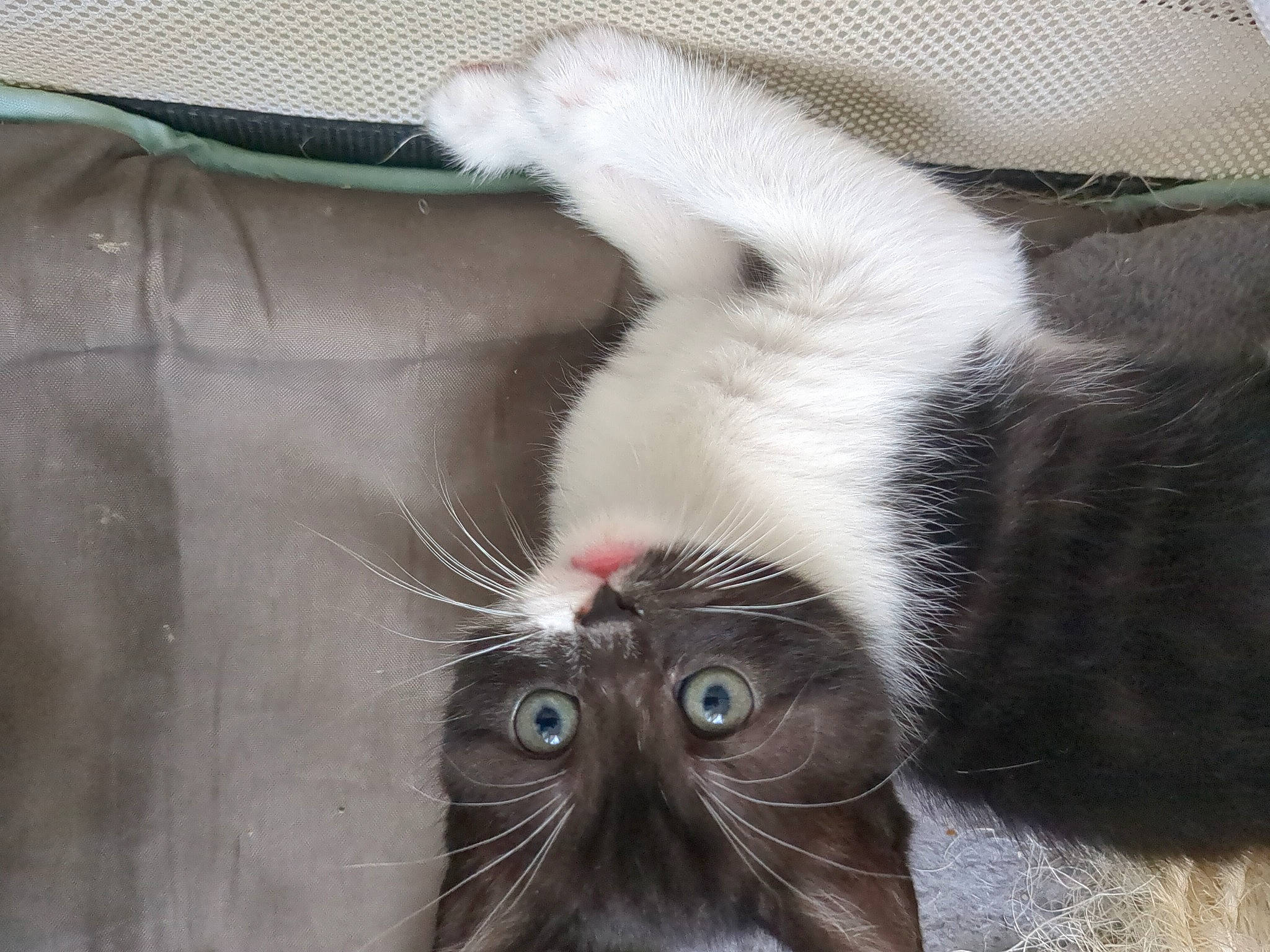 Shaki participe au concours pour gagner de l'argent avec cette photo : carnivore, cat, claw, comfort, domestic_short_haired_cat, fang, felidae, fur, grey, paw, small_to_medium_sized_cats, snout, tail, whiskers, yawn