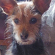 Mimi a rejoint le concours — aidez-le/la à gagner de superbes lots ! dog, pet, animal, ears, fur, face, closeup, cute, indoor, portrait, whiskers, brown, black, adorable, scruffy, canine, small_dog, looking, expression, furry