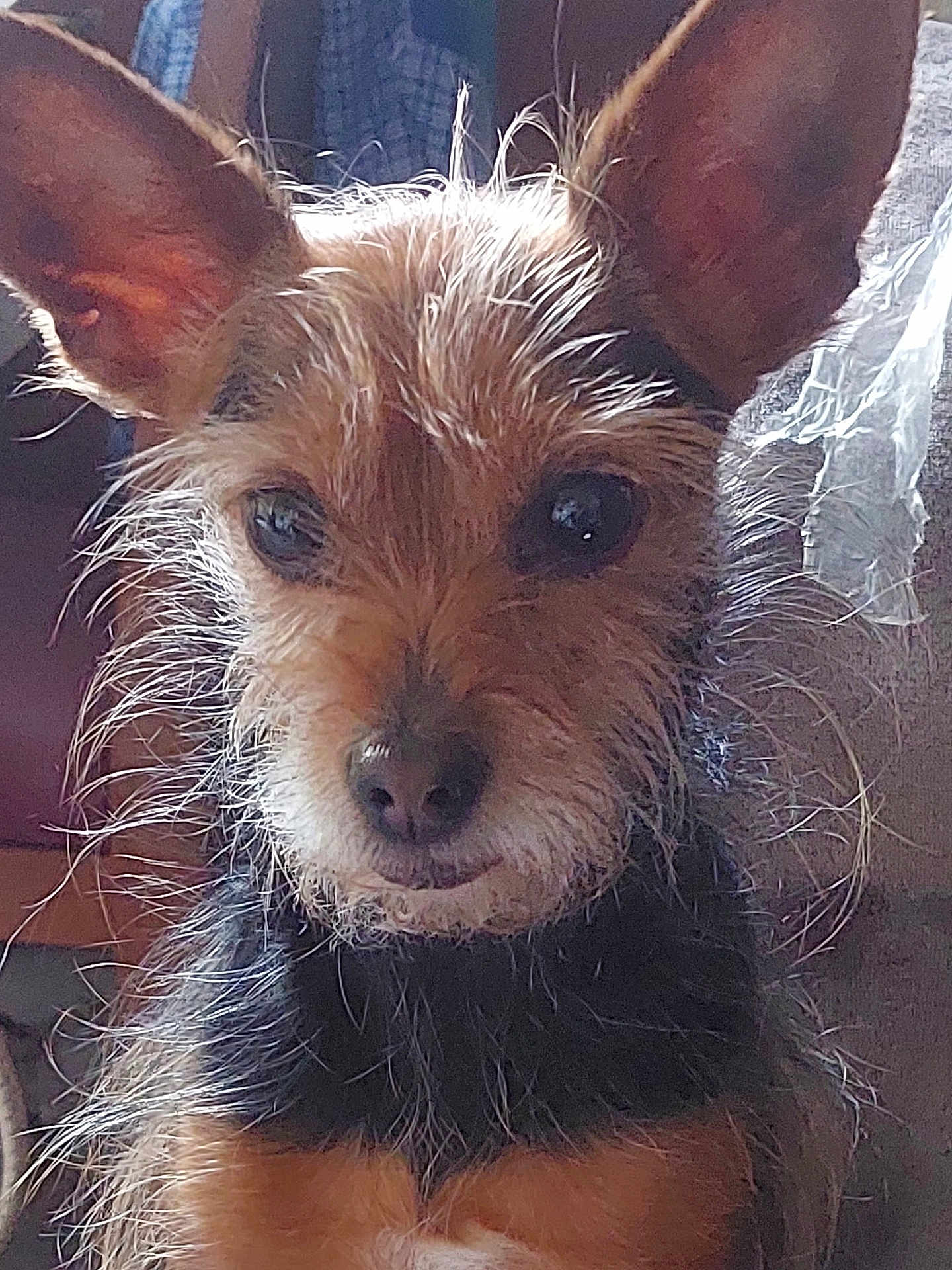 Mimi a rejoint le concours — aidez-le/la à gagner de superbes lots ! dog, pet, animal, ears, fur, face, closeup, cute, indoor, portrait, whiskers, brown, black, adorable, scruffy, canine, small_dog, looking, expression, furry