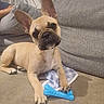 Raymond participe au concours pour gagner de l'argent avec cette photo : dog, french_bulldog, puppy, toy, blue_toy, blanket, polka_dot, couch, sofa, indoor, pet, animal, ears, head_tilt, brown_dog, fur, paw, relaxed, cute, home