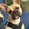 Raymond participe au concours pour gagner de l'argent avec cette photo : dog, french_bulldog, pet, animal, canine, portrait, close_up, ears, harness, cute, curious, outdoor, blurred_background, brown, black, short_hair, companion, mammal, friendly, domestic