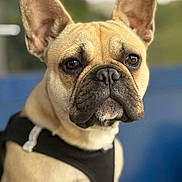 Raymond a rejoint le concours — aidez-le/la à gagner de superbes lots ! dog, french_bulldog, pet, animal, close_up, portrait, ears, black_harness, canine, short_hair, mammal, looking_away, outdoor, natural_light, brown_fur, snout, whiskers, expression, cute, companion