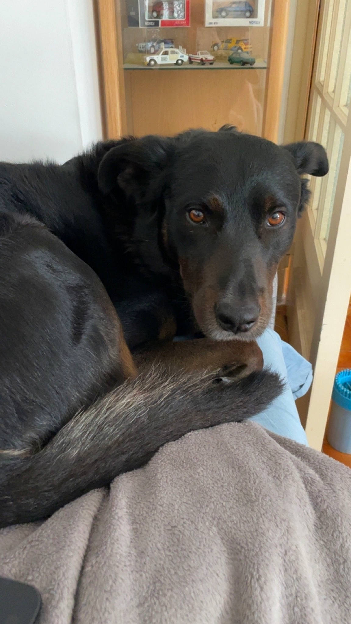 Balou participe au concours pour gagner de l'argent avec cette photo : borador, canidae, carnivore, chair, comfort, companion_dog, couch, dog, dog_breed, fawn, fur, grey, guard_dog, puppy, snout, sporting_group, terrestrial_animal, whiskers, working_animal, working_dog