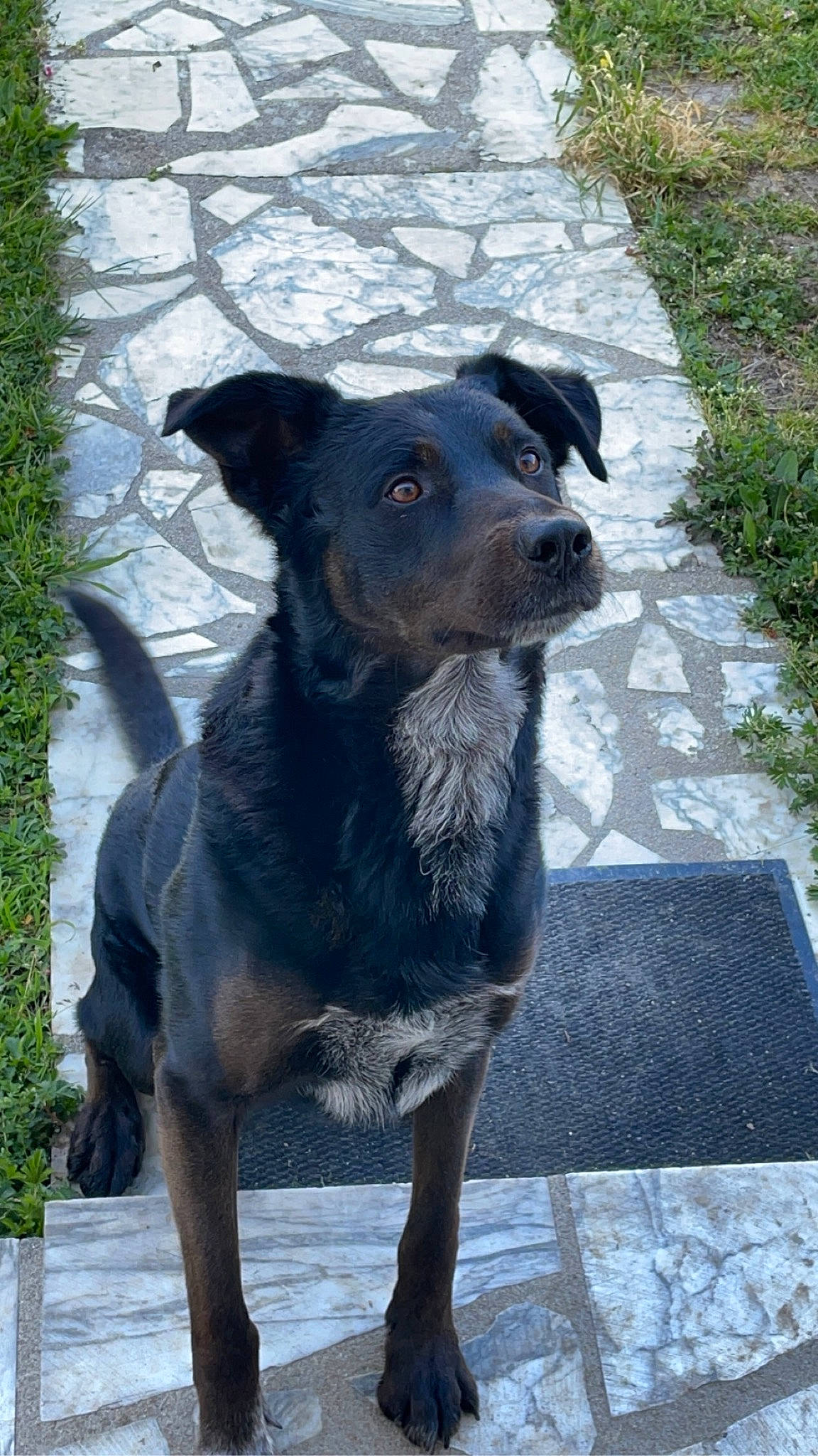 Balou participe au concours pour gagner de l'argent avec cette photo : art, borador, canidae, carnivore, collar, companion_dog, dog, dog_breed, dog_collar, fawn, fur, plant, road_surface, snout, sporting_group, street_dog, terrestrial_animal, whiskers, working_animal, working_dog