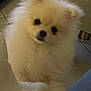dog, pomeranian, fluffy, white, pet, indoor, floor, tile, blanket, curious, animal, small_dog, companion, fur, cute, domestic, cozy, looking_up, face, ears