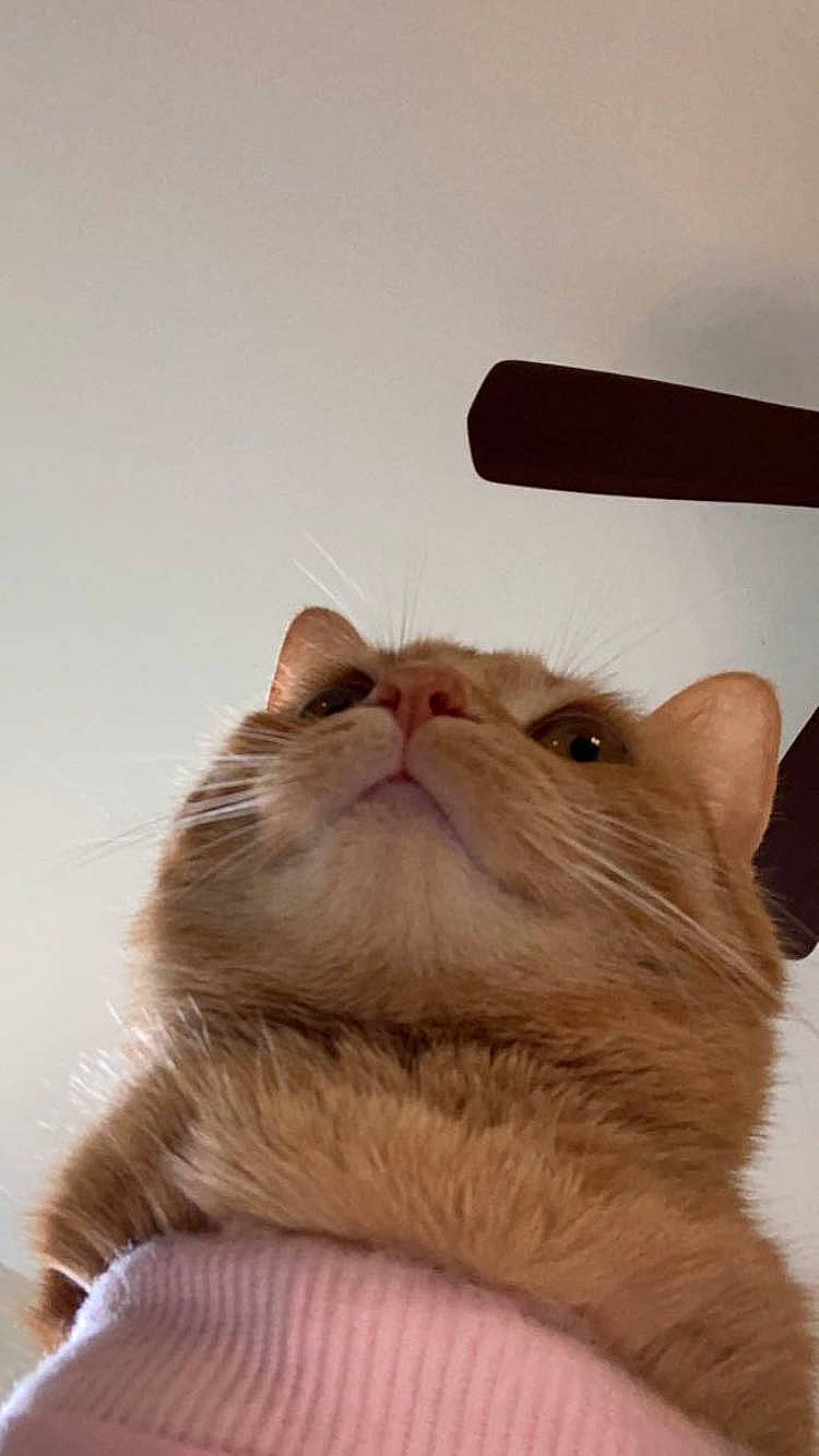 Gigi joined the competition — help win amazing prizes! carnivore, cat, comfort, domestic_short_haired_cat, ear, fawn, felidae, fur, gesture, paw, small_to_medium_sized_cats, snout, tail, terrestrial_animal, whiskers