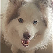Momoka is registered to the contest to win money with this photo: dog, fluffy, heterochromia, blue_eye, brown_eye, pet, smiling, canine, indoors, sofa, fur, friendly, closeup, cute, animal, domestic, face, expression, happy, companion