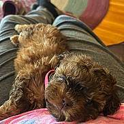 Katan is registered to the contest to win money with this photo: puppy, dog, brown_fur, pink_collar, lying_down, lap, person, gray_pants, black_slippers, wooden_floor, rug, colorful_rug, indoor, cozy, relaxed, pet, cute, fur, home, resting