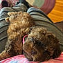 puppy, dog, brown_fur, pink_collar, lying_down, lap, person, gray_pants, black_slippers, wooden_floor, rug, colorful_rug, indoor, cozy, relaxed, pet, cute, fur, home, resting