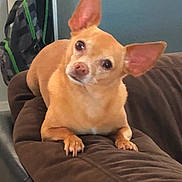 Gizmo joined the competition — help win amazing prizes! dog, small_dog, tan_dog, pet, couch, indoor, ears, head_tilt, curious, furniture, backpack, brown, animal, companion, domestic_animal, cute, paw, face, canine, resting