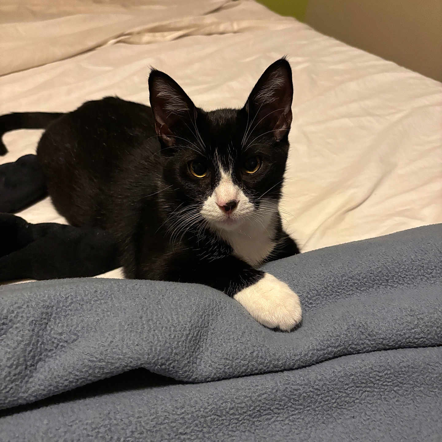 Oreo joined the competition — help win amazing prizes! abyssinian, animal, bed, bedroom, blanket, cat, computer, couch, cushion, electronics, furniture, homedecor, indoors, kitten, laptop, manx, pc, pet, quilt, room