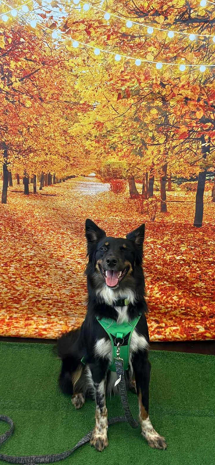 Winston joined the competition — help win amazing prizes! dog, black_dog, green_harness, leash, autumn, fall, leaves, trees, forest_path, orange_leaves, yellow_leaves, string_lights, carpet, sitting, pet, canine, smiling_dog, outdoor_backdrop, nature_scene, fall_foliage