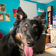 Winston joined the competition — help win amazing prizes! dog, black_dog, tongue_out, indoor, living_room, blurred, pet, ears_up, wall_art, furniture, clock, television, carpet, shelf, decor, window_blind, happy, playful, canine, home