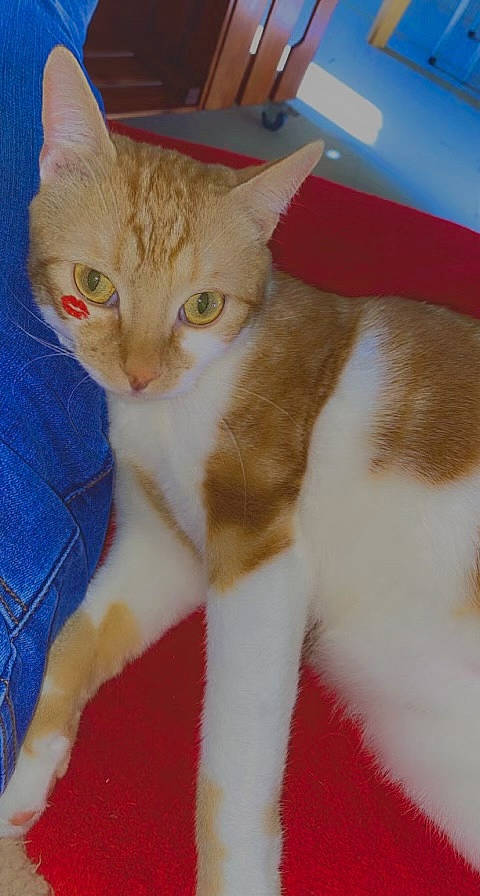 Ronne participe au concours pour gagner de l'argent avec cette photo : carnivore, cat, claw, domestic_short_haired_cat, eye, fawn, felidae, fur, paw, pet_supply, small_to_medium_sized_cats, snout, tail, whiskers