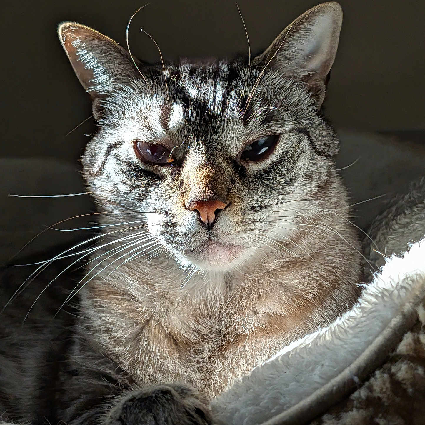 Loki is registered to the contest to win money with this photo: cat, tabby, animal, pet, whiskers, fur, closeup, portrait, resting, cozy, blanket, sunlight, indoor, feline, cute, mammal, relaxed, paw, face, ears