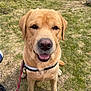 Simba participe au concours pour gagner de l'argent avec cette photo : dog, labrador, golden_retriever, pet, animal, outdoor, grass, harness, leash, canine, mammal, friendly, smiling, sitting, nature, daylight, closeup, tongue_out, happy, cute