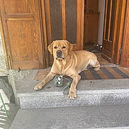 Simba participe au concours pour gagner de l'argent avec cette photo : dog, golden_retriever, rope_toy, stone_steps, wooden_door, doorway, pet, animal, laying_down, home, porch, toy, resting, canine, domestic_animal, outdoor, sunlight, house, stairs, brown