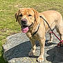 dog, golden_retriever, outdoor, rock, grass, sunlight, pet, leash, tongue_out, happy, nature, canine, animal, fur, collar, daylight, greenery, playful, mammal, adventure
