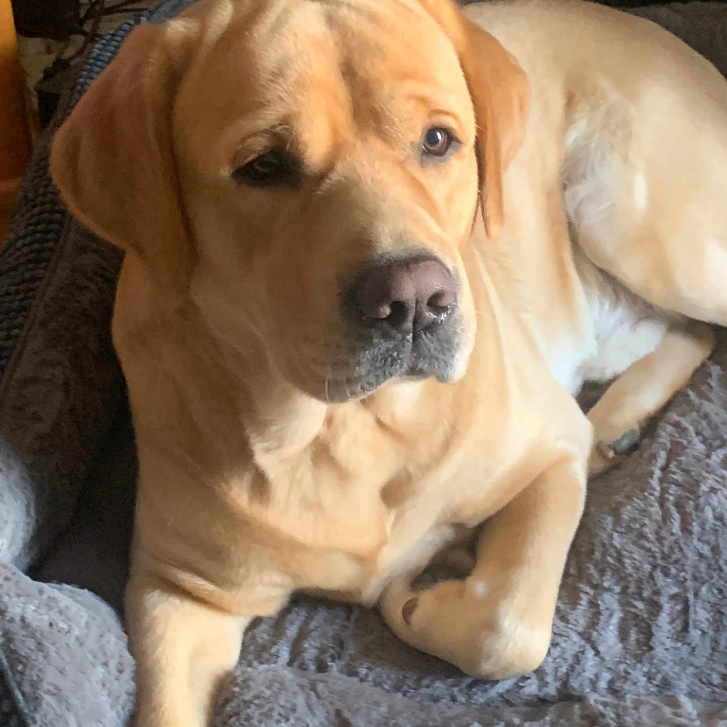 Simba a rejoint le concours — aidez-le/la à gagner de superbes lots ! animal, bed, brown, canine, closeup, comfort, cute, dog, dog_bed, domestic, fur, household, indoor, labrador, light, mammal, pet, portrait, relaxed, resting