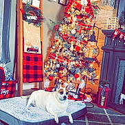 Annie is registered to the contest to win money with this photo: dog, christmas_tree, holiday_decor, living_room, plaid, lantern, carpet, dog_bed, wall_art, ornaments, ribbons, fireplace, pillows, blanket, wooden_ladder, basket, toys, candle, decorative, festive