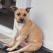 Tina a rejoint le concours — aidez-le/la à gagner de superbes lots ! dog, canine, tan_dog, sitting, front_door, doorway, doormat, porch, outdoor, home_entrance, white_chest, floppy_ears, short_hair, brown_fur, serious_expression, pet, animal, portrait, full_body, house