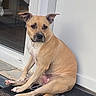 dog, canine, tan_dog, sitting, front_door, doorway, doormat, porch, outdoor, home_entrance, white_chest, floppy_ears, short_hair, brown_fur, serious_expression, pet, animal, portrait, full_body, house