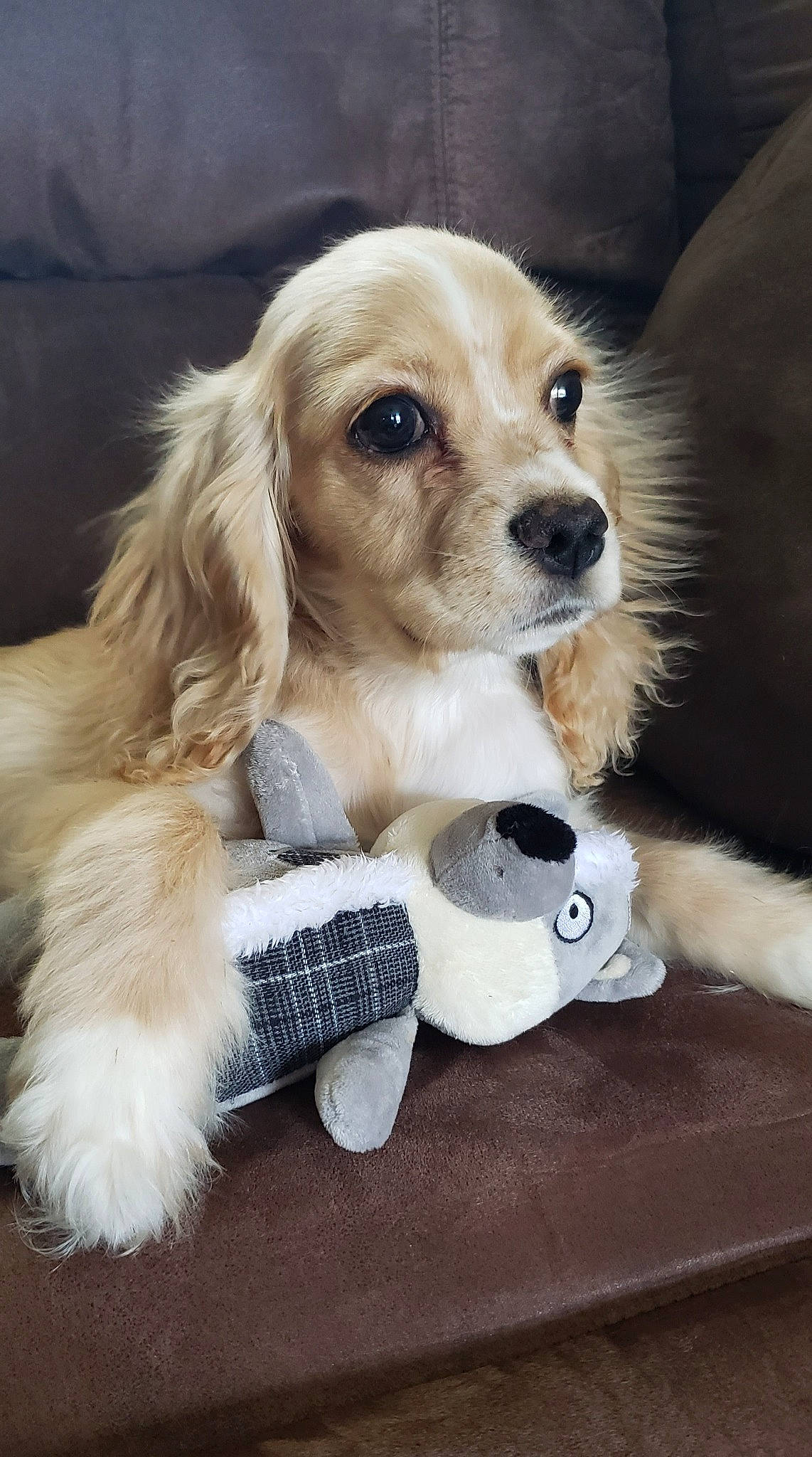 Chewy joined the competition — help win amazing prizes! canidae, carnivore, collar, companion_dog, dog, dog_breed, dog_collar, dog_supply, fawn, fur, gun_dog, pet_supply, puppy_love, snout, spaniel, sporting_group, stuffed_toy, toy, toy_dog, whiskers