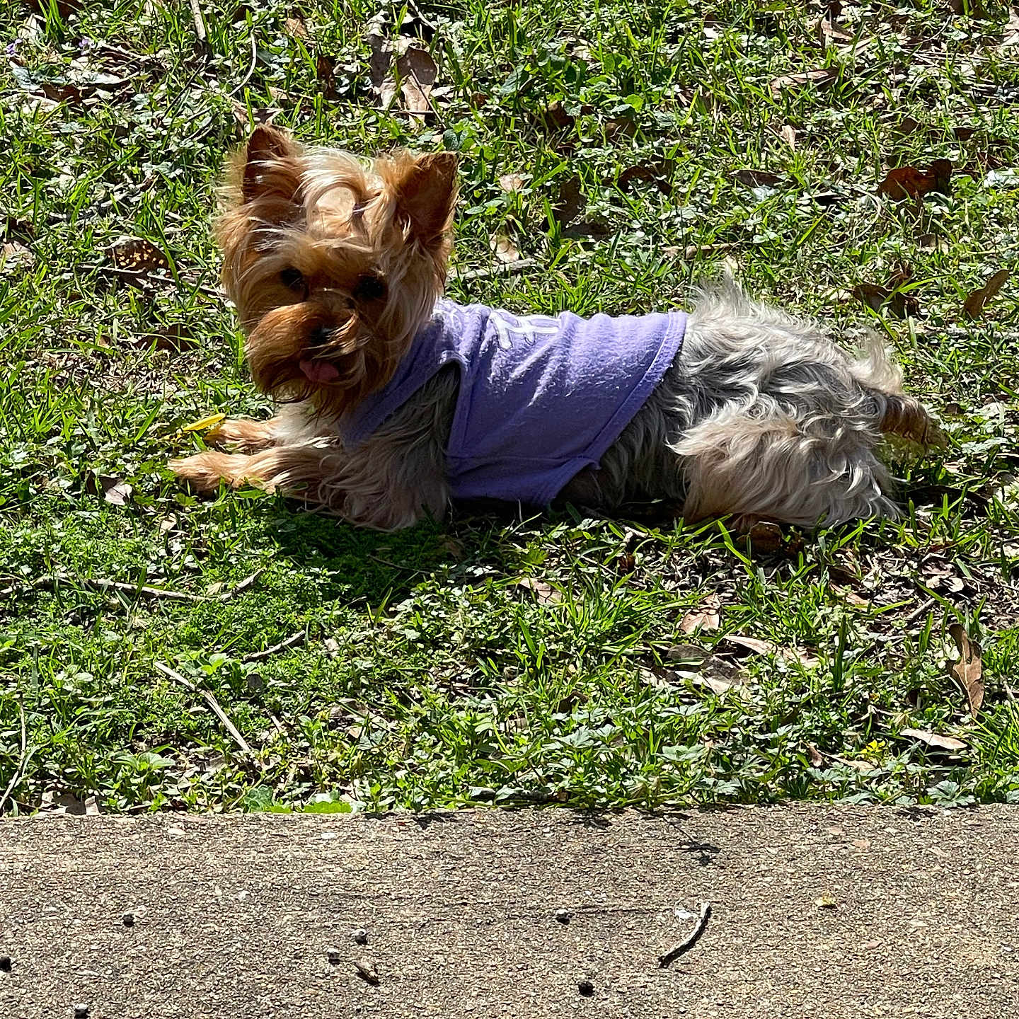 Sophie is registered to the contest to win money with this photo: adorable, animal, canine, companion, cute, daytime, dog, fur, grass, lying_down, nature, outdoor, pet, playful, purple_sweater, relaxed, small_dog, sunlight, tongue_out, yard