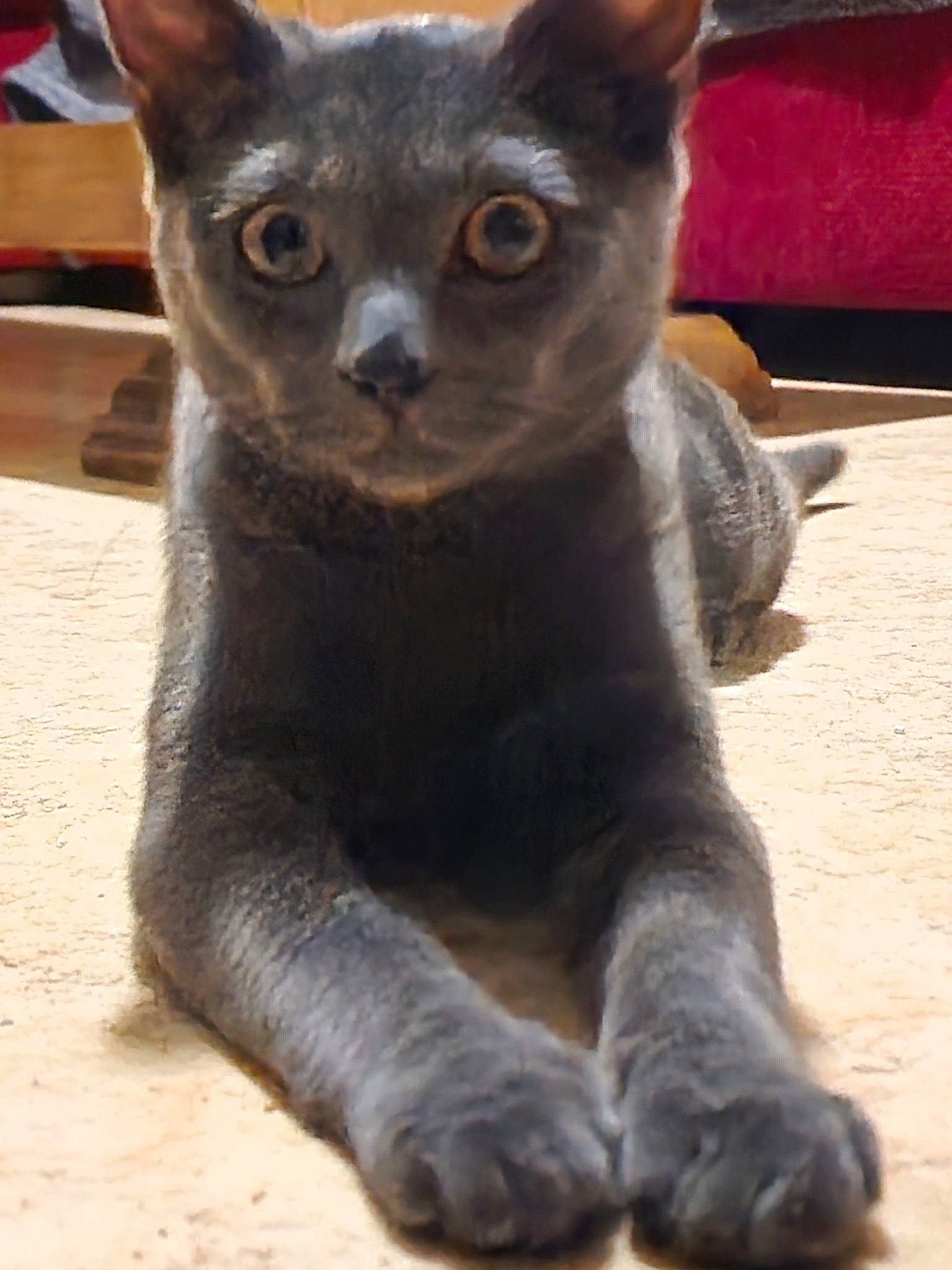 Tora participe au concours pour gagner de l'argent avec cette photo : carnivore, cat, devon_rex, domestic_short_haired_cat, fawn, felidae, fur, grey, paw, russian_blue, small_to_medium_sized_cats, snout, tail, terrestrial_animal, whiskers, window