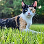 Gato is registered to the contest to win money with this photo: cat, calico_cat, grass, outdoor, animal, pet, nature, greenery, fur, whiskers, ears, eyes, mammal, relaxing, lying_down, close_up, soft_focus, daylight, background_blur, calm