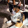 Gato joined the competition — help win amazing prizes! cat, calico, pet, animal, feline, carpet, indoor, fur, whiskers, paw, relaxed, laying, closeup, ears, green_eyes, soft_light, blur, home, domestic, cute