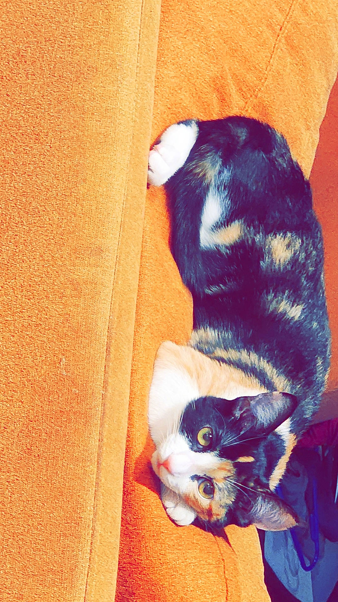 Gato joined the competition — help win amazing prizes! animal, calico_cat, cat, close_up, couch, cozy, cute, domestic_animal, feline, fur, green_eyes, indoor, looking_up, orange_couch, paw, pet, relaxing, resting, soft_texture, whiskers