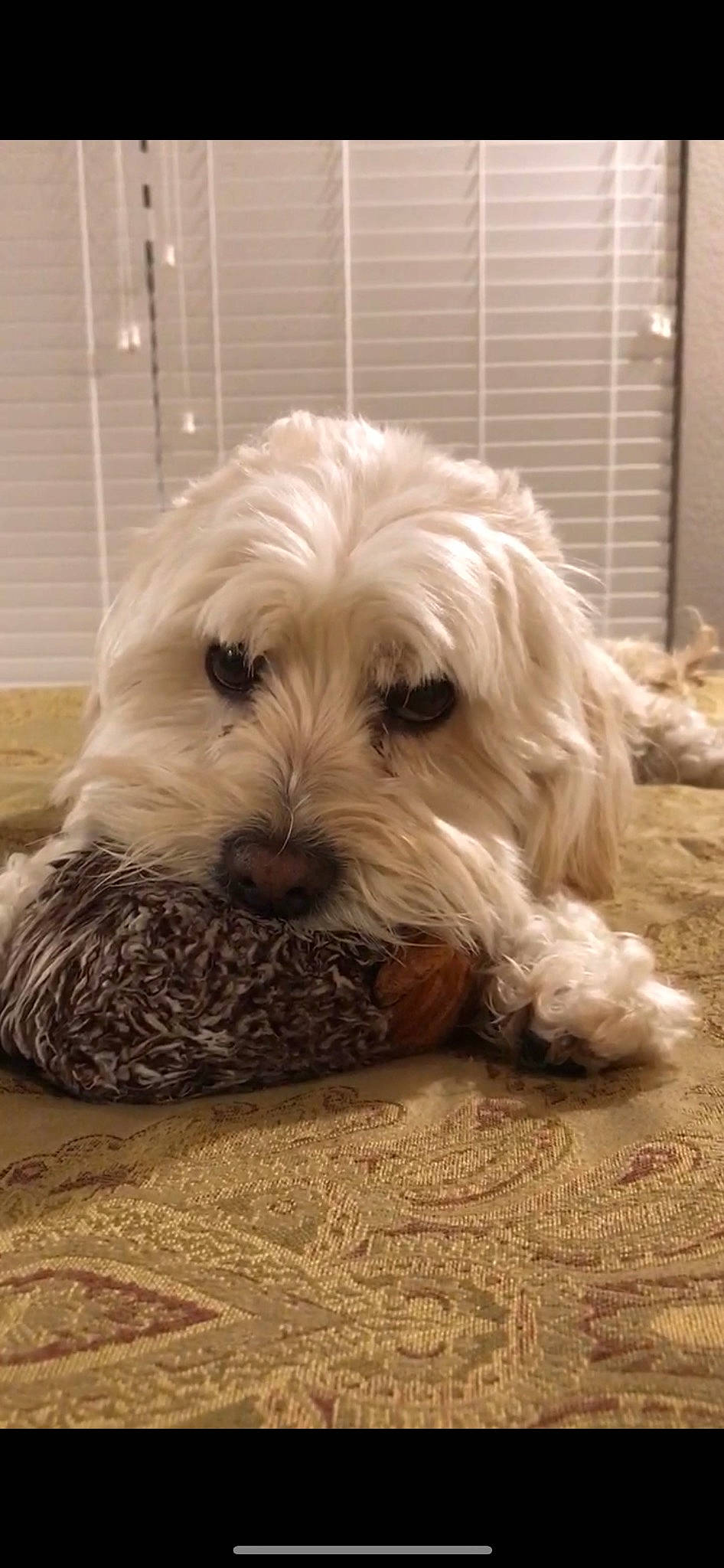 Chewie joined the competition — help win amazing prizes! canidae, carnivore, companion_dog, dog, dog_breed, fur, maltepoo, non_sporting_group, puppy, sapsali, small_terrier, snout, sporting_group, terrestrial_animal, terrier, toy_dog, water_dog, wood, working_animal, yorkipoo