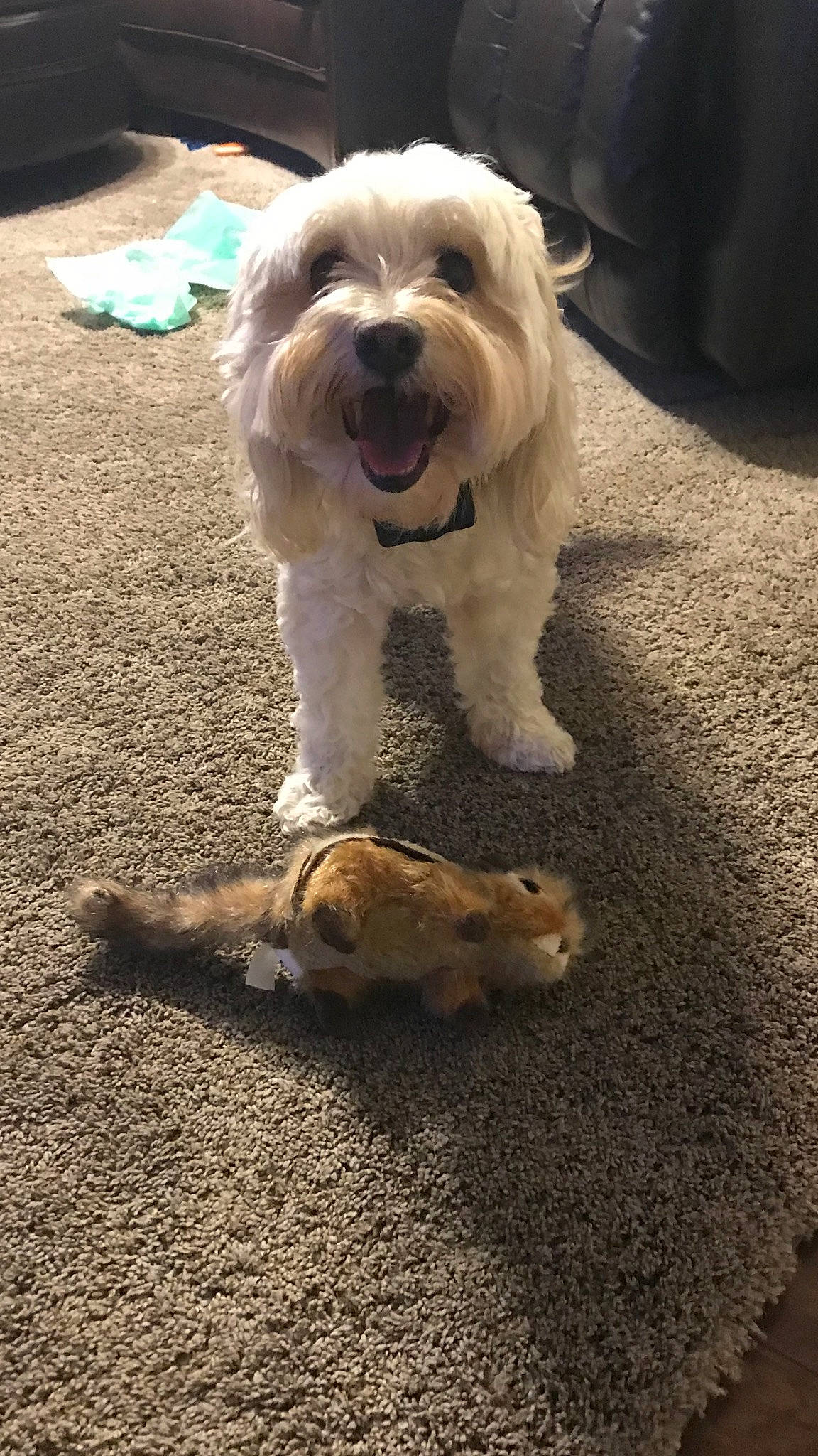 Chewie joined the competition — help win amazing prizes! canidae, carnivore, companion_dog, dog, dog_breed, fur, labradoodle, non_sporting_group, paw, puppy, road_surface, sapsali, schnauzer, small_terrier, snout, soil, sporting_group, tail, terrier, toy_dog