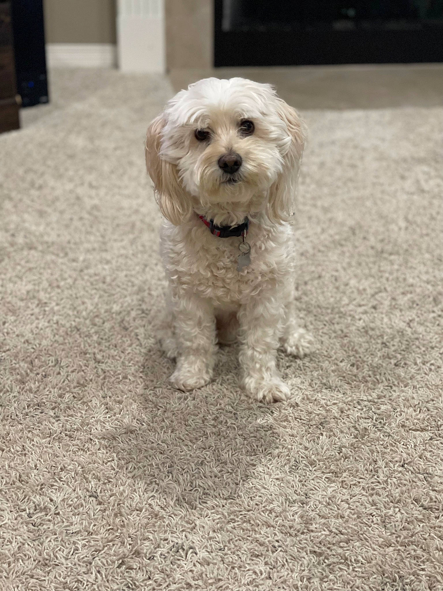 Chewie is registered to the contest to win money with this photo: asphalt, carnivore, companion_dog, dog, dog_breed, driveway, flooring, grass, non_sporting_group, poodle_crossbreed, road_surface, shih_poo, small_terrier, snout, sporting_group, tail, terrier, toy_dog, working_animal, yorkipoo