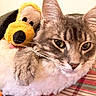 Grayson Lopez is registered to the contest to win money with this photo: cat, tabby, pet, plush_toy, dog_toy, bed, fur, whiskers, ears, close_up, indoor, cozy, blanket, striped, mammal, cute, sleepy, animal, comfort, feline