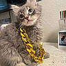 Grayson Lopez joined the competition — help win amazing prizes! kitten, cat, gray_fur, fluffy, gold_chain, pet, indoor, table, lace, curious, closeup, whiskers, ears, eyes, feline, domestic_animal, fur, young, cute, accessory