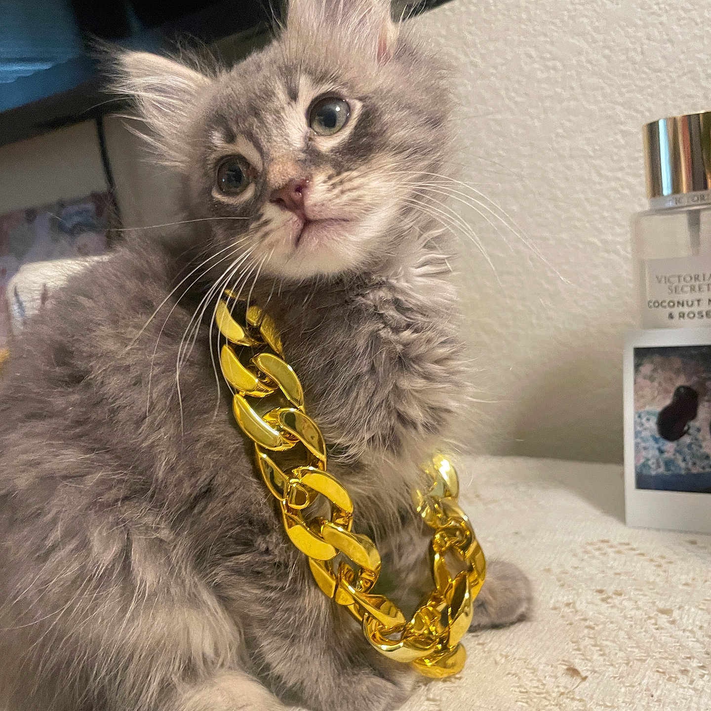 Grayson Lopez joined the competition — help win amazing prizes! kitten, cat, gray_fur, fluffy, gold_chain, pet, indoor, table, lace, curious, closeup, whiskers, ears, eyes, feline, domestic_animal, fur, young, cute, accessory
