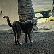 Lagris a rejoint le concours — aidez-le/la à gagner de superbes lots ! cat, gray_cat, street, pavement, vehicle, car, stone_wall, curious, tail_up, outdoor, daylight, animal, pet, side_view, urban, asphalt, door, pipe, shadow, curiosity