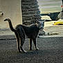 cat, gray_cat, street, pavement, vehicle, car, stone_wall, curious, tail_up, outdoor, daylight, animal, pet, side_view, urban, asphalt, door, pipe, shadow, curiosity